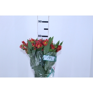 ALSTROEMERIA TROPICANA 080 CM