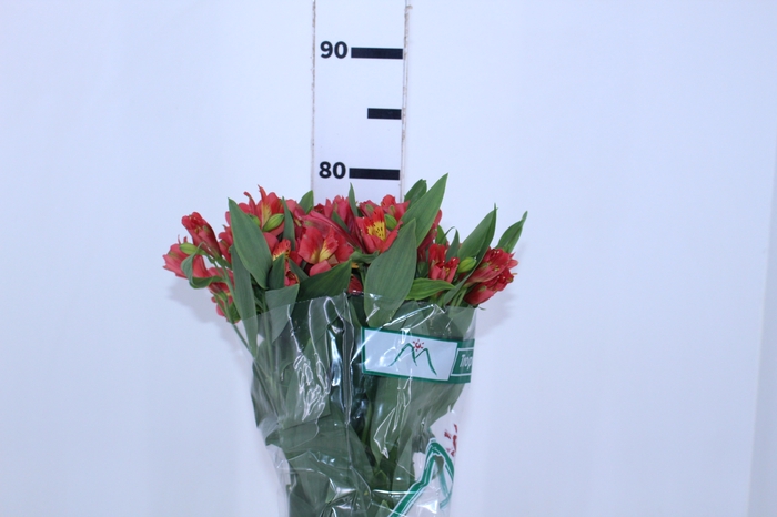 ALSTROEMERIA TROPICANA 080 CM