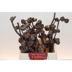 Kaaps Groen Hakea Sericea