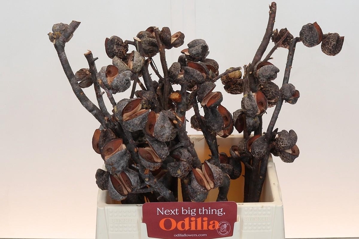 Kaaps Groen Hakea Sericea