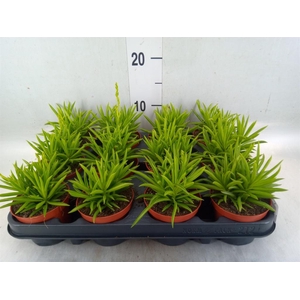 Peperomia ferreyrae 'Happy-Bean'