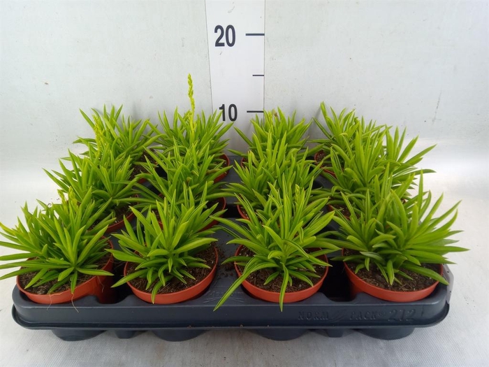 <h4>Peperomia ferreyrae 'Happy-Bean'</h4>