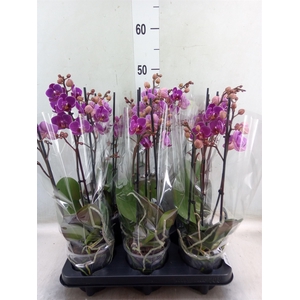 Phalaenopsis multi. 'Ant Merida'