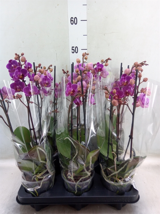 <h4>Phalaenopsis multi. 'Ant Merida'</h4>