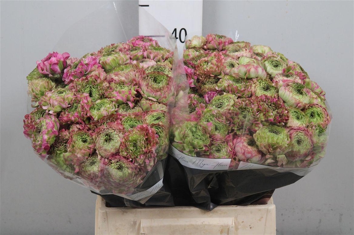 <h4>Ran Pon Pon Malva</h4>