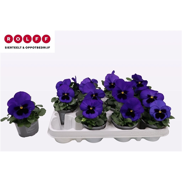 <h4>Viola Blauw met oog</h4>