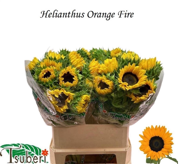 <h4>Helianthus Orange Fire</h4>