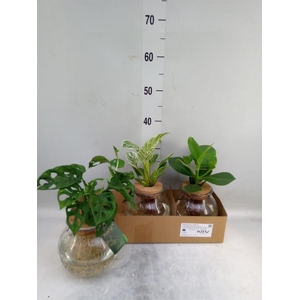 Planten  ..mix