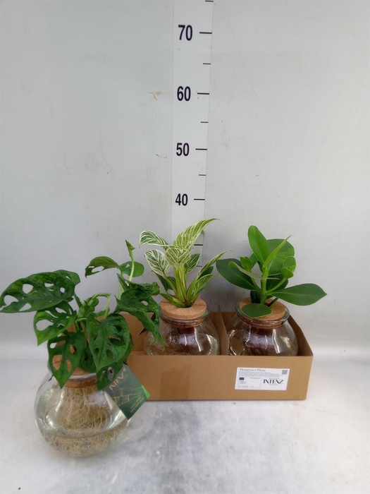 <h4>Planten  ..mix</h4>