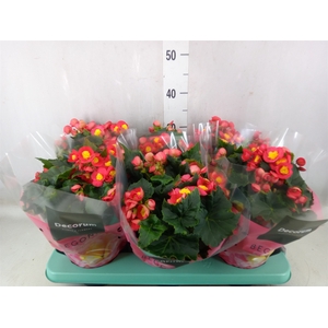 Begonia elat. HL 'Valentino Pink'