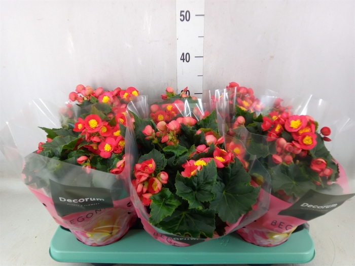 <h4>Begonia elat. HL 'Valentino Pink'</h4>