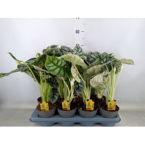 Alocasia   ...