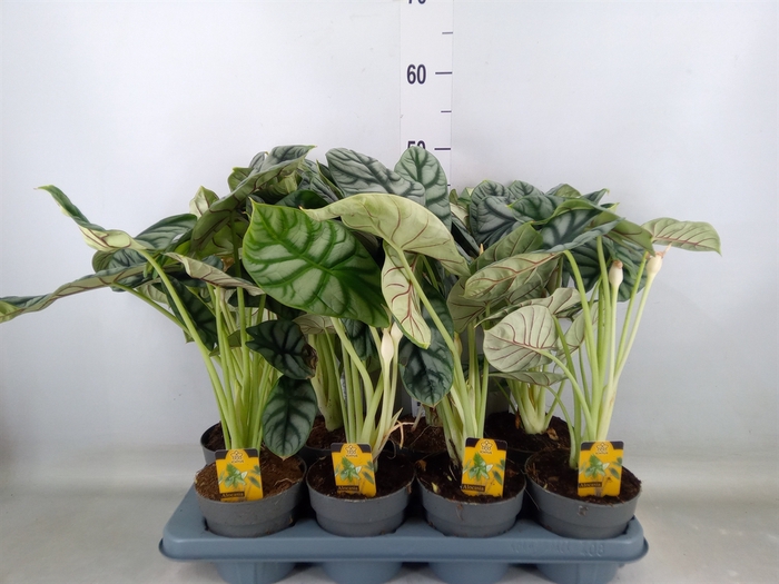 <h4>Alocasia   ...</h4>