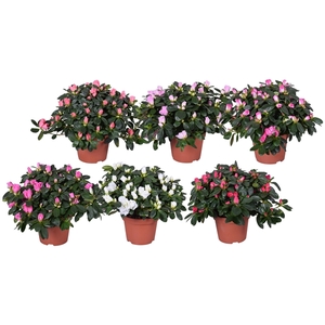 Azalea Vogel gemengd 13cm (RK3)