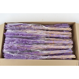 DF Lagurus Bs 50g/70cm Milka