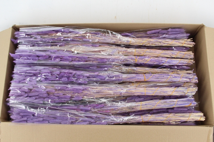 <h4>DF Lagurus Bs 50g/70cm Milka</h4>