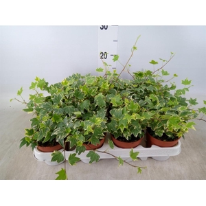 Hedera   ...variegated