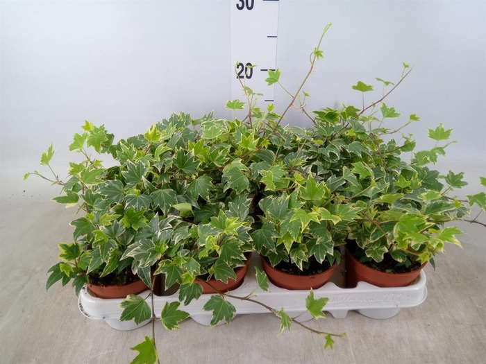<h4>Hedera   ...variegated</h4>