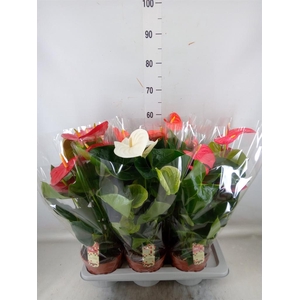 Anthurium   ...mix 4