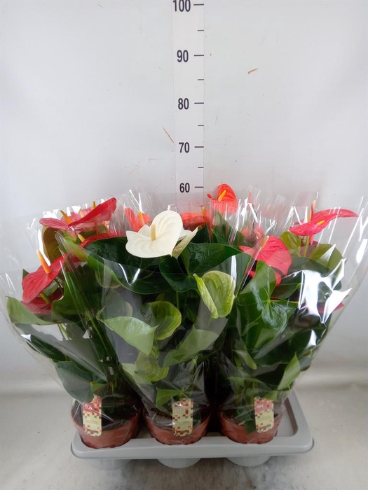 <h4>Anthurium ...mix 4</h4>