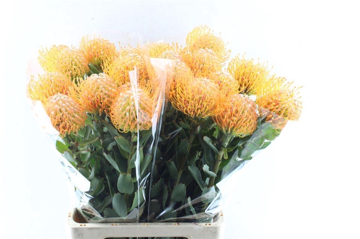 <h4>Leuco Co Soleil Xl</h4>