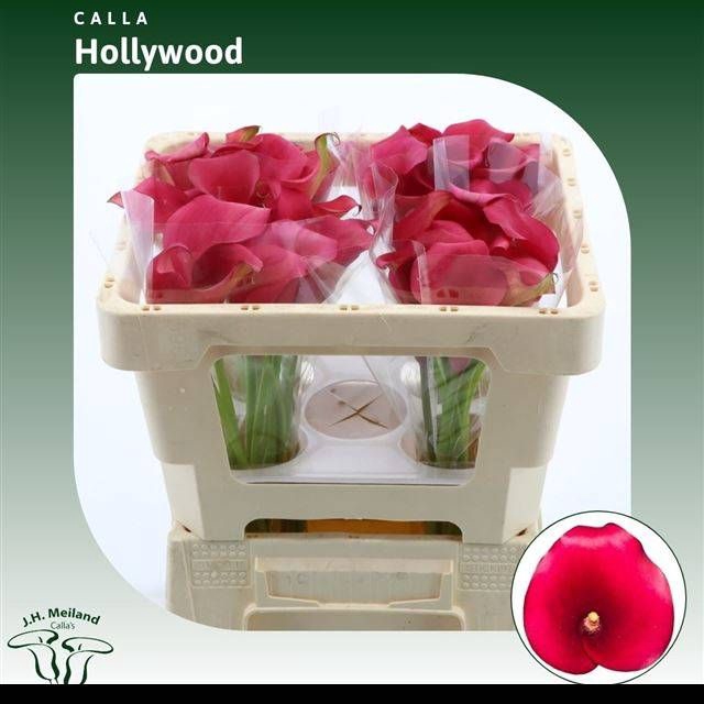 <h4>ZANT CAPT HOLLYWOOD</h4>
