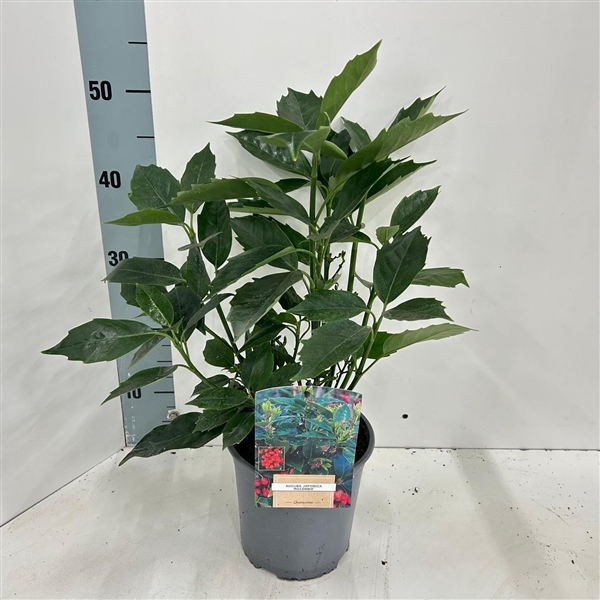 <h4>Aucuba japonica 'Rozannie'</h4>