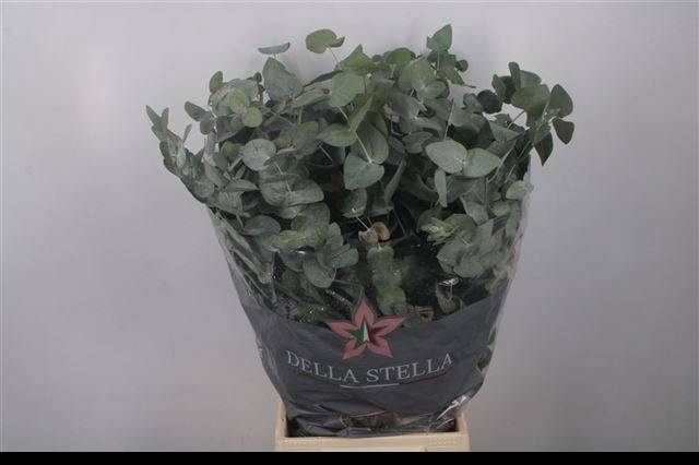 <h4>EUC CINEREA PER BOS</h4>