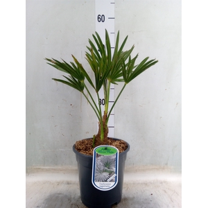 Trachycarpus wagnerianus