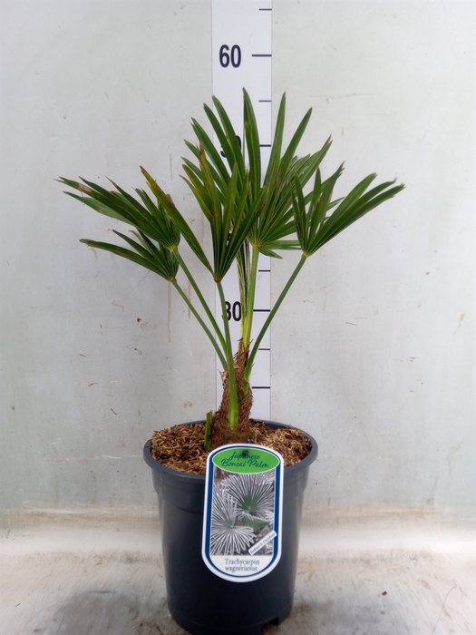 <h4>Trachycarpus wagnerianus</h4>