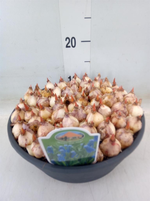 <h4>Muscari 'Magic Blue'</h4>