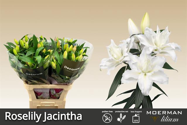 LI OR DU RL JACINTHA