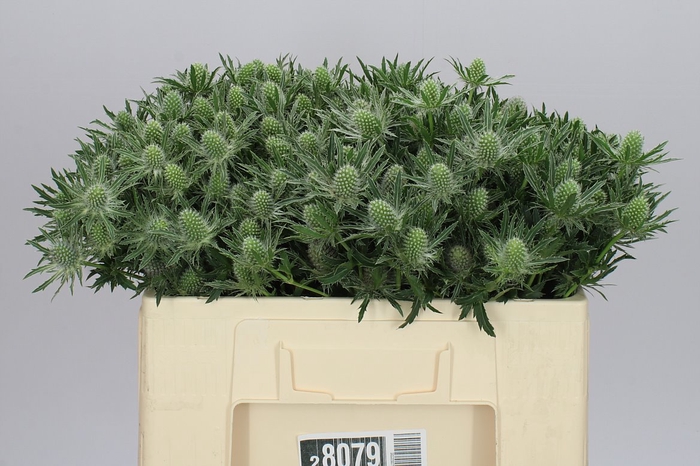 <h4>Eryngium Sirius</h4>