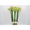 Ornithogalum Saundersiae