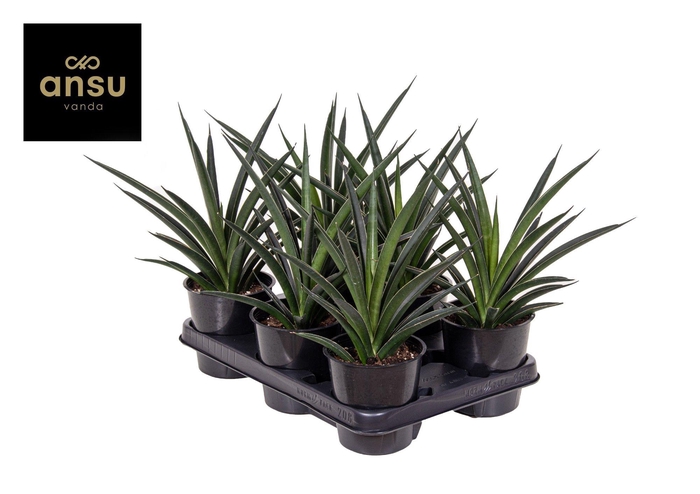 <h4>Sansevieria Comet Amazon Green</h4>