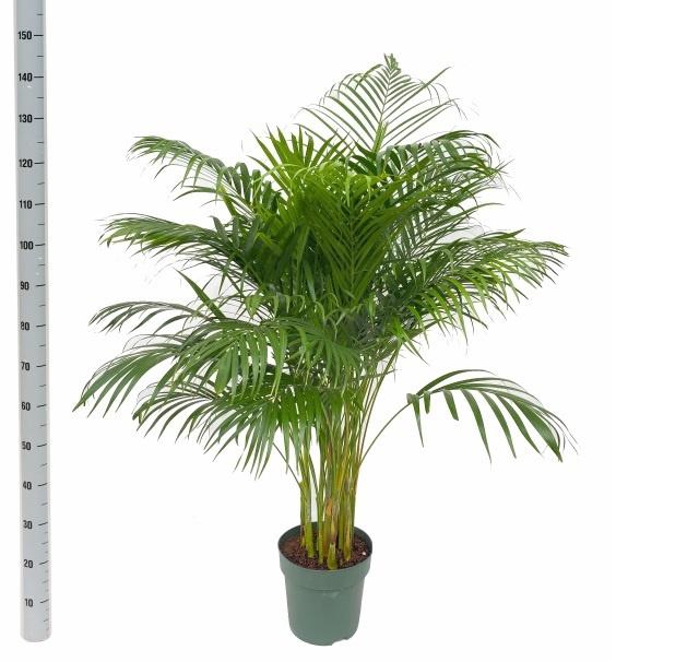 <h4>DYPSIS LUTESCENS</h4>