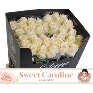 R Gr Sweet Caroline