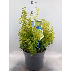 Euonymus fortunei 'Emerald n Gold'