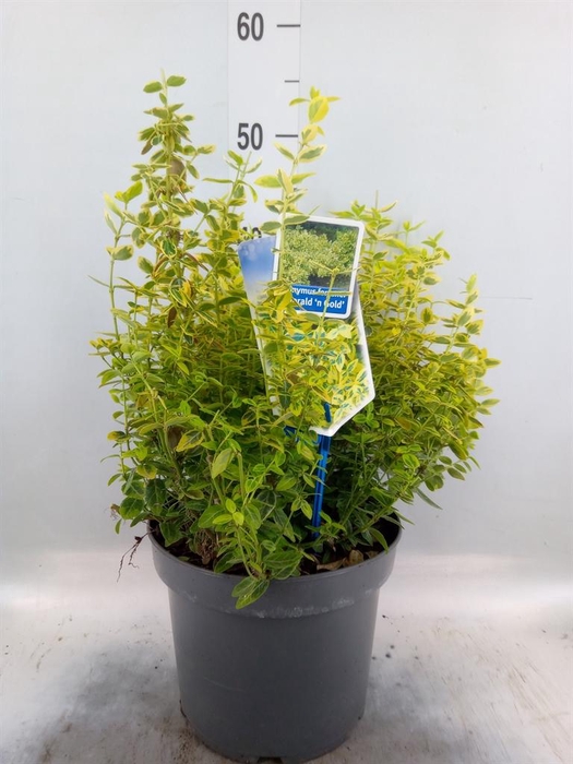 <h4>Euonymus fortunei 'Emerald n Gold'</h4>