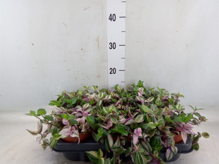 <h4>Tradescantia zebr. 'Violet Hill'</h4>