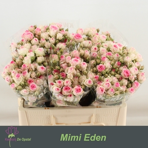 R tr Mimi Eden