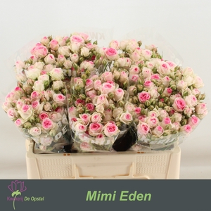 R TR MIMI EDEN