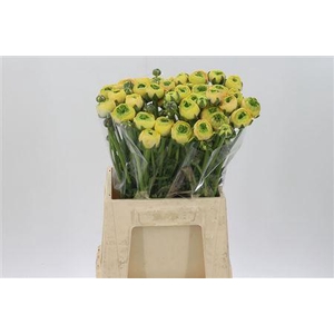 Ran Su Banana Yellow