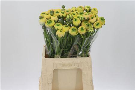 <h4>Ran Su Banana Yellow</h4>