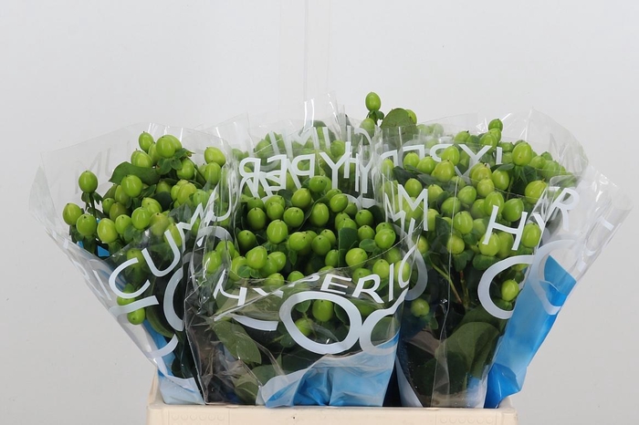 <h4>Hyp Coco Bamboo</h4>