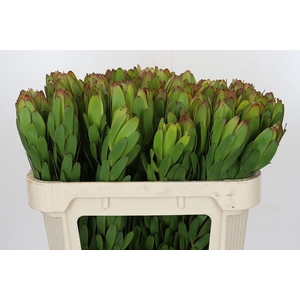 Leucadendron Goldstrike