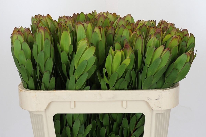 <h4>Leucadendron Goldstrike</h4>