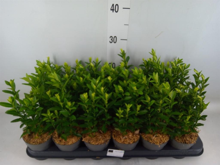 <h4>Euonymus japon. 'Green Spire'</h4>