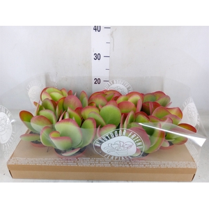 Kalanchoe NF thyrsiflora
