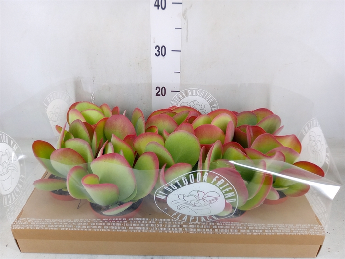 <h4>Kalanchoe NF thyrsiflora</h4>